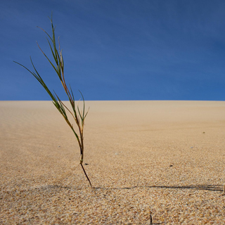 Gartenbewässerung im Klimawandel 